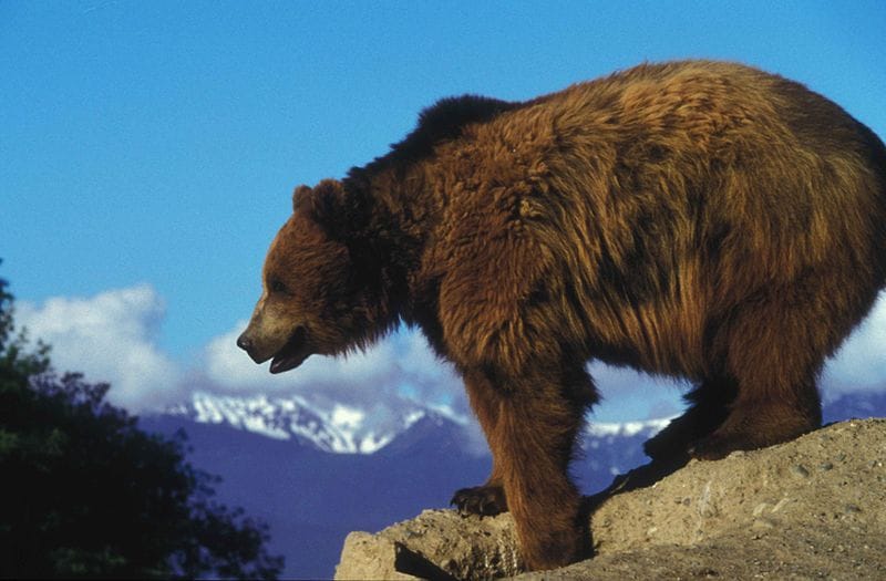 bear