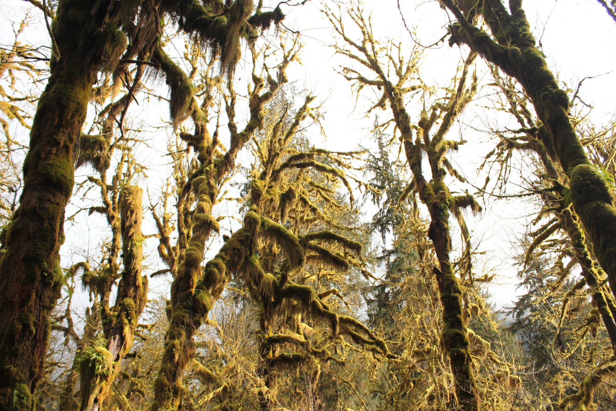Pictures of trees in the rainforest