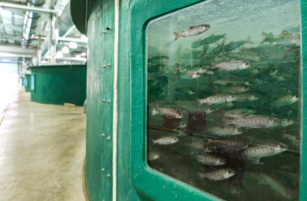 Salmon seen through a window of a large tank