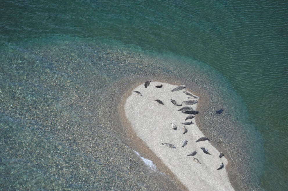 Freshwater seals pictured on a beach in an aerial photo
