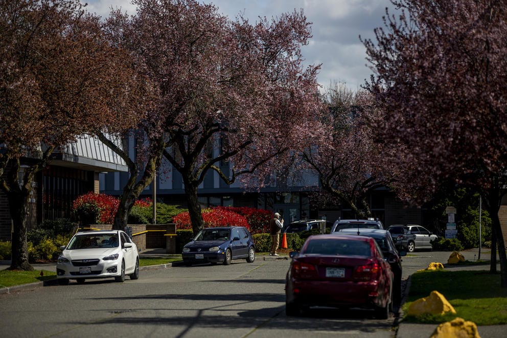 trees on a street