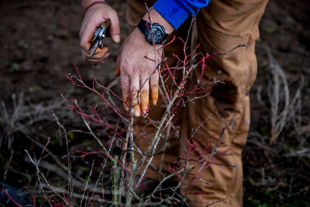 Ramona prunes bushes