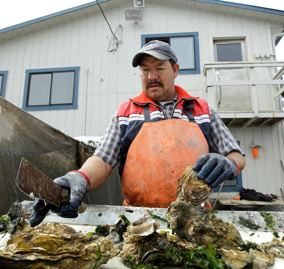 shellfish harvester sorting through shellfish