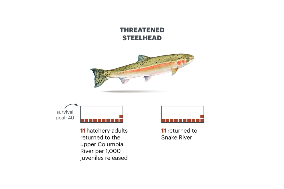 Data visualization | Illustration of a steelhead salmon labeled