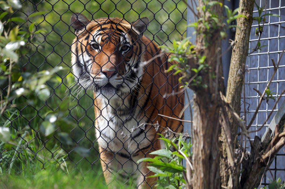 a tiger looks toward the camera. a gate can be seen to the right of the frame; behind them are trees and bushes.