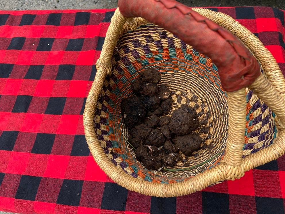 a basket of Oregon truffles