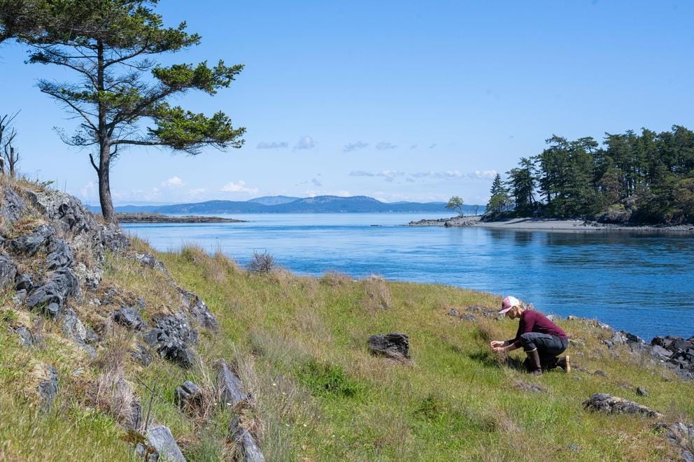 Tara Martin, a researcher at the University of British Columbia, kneels in the grass over a view of the water on one of the various islands in the Salish Sea. 