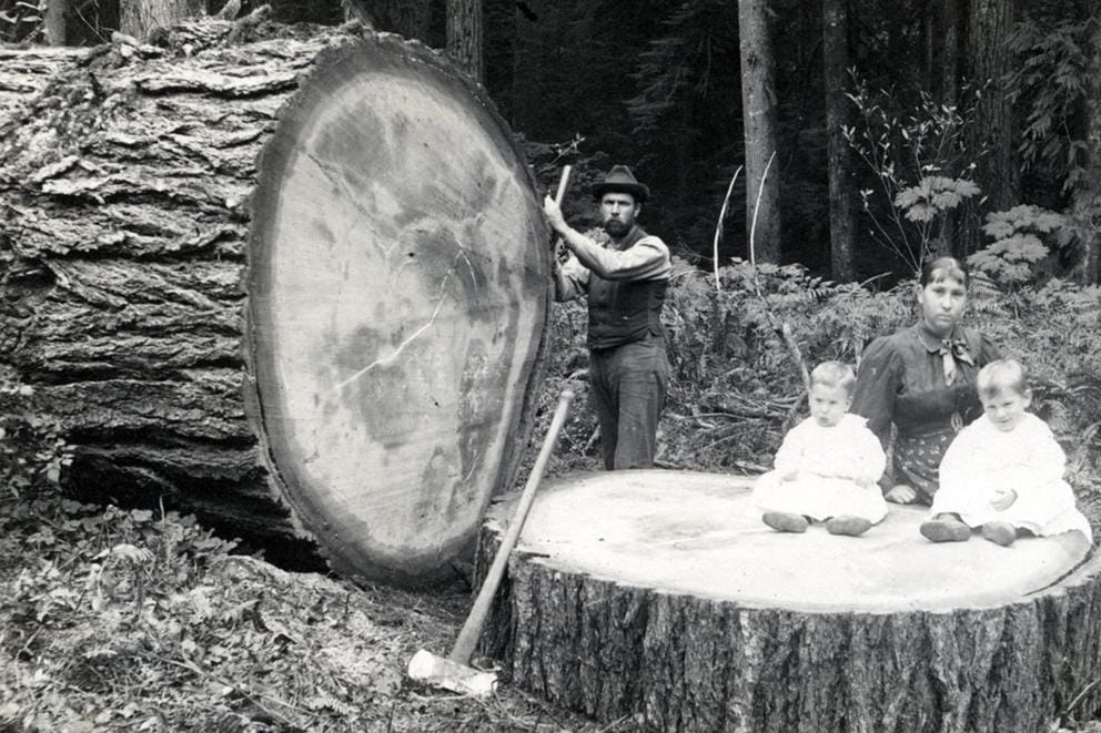 A new family pose with children on a freshly cut stump.