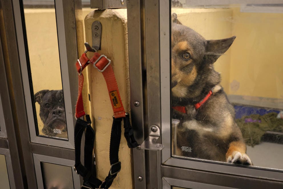 A black and brown dog noses at the door to its kennel at the shelter