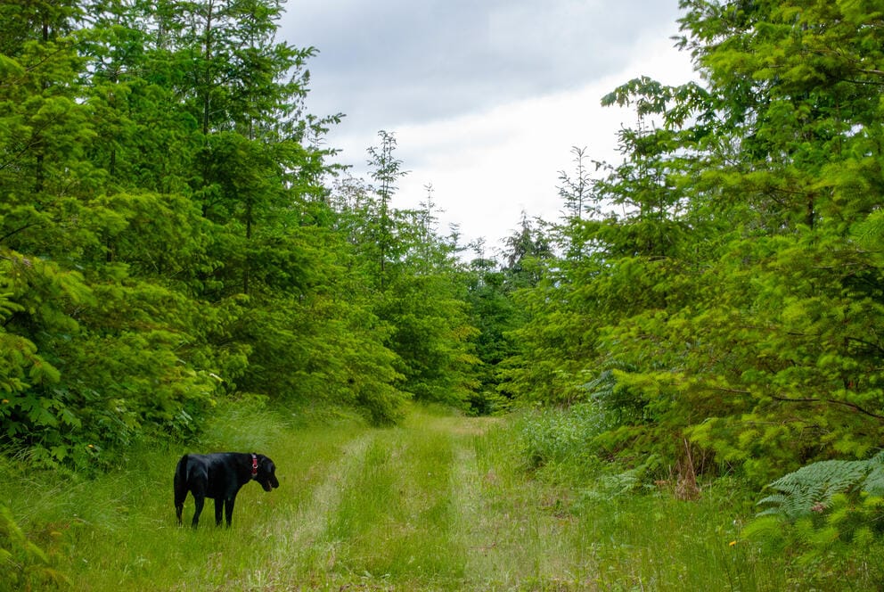 A dog runs in a grassy patch surrounded by tall trees.