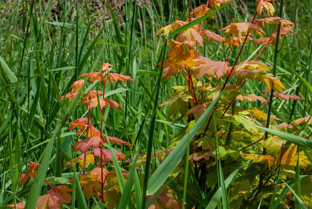 Maple leaves poke through tall grass.