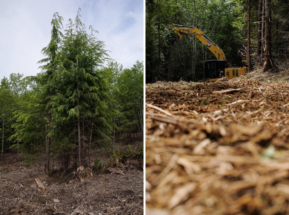 Left, a clump of trees. Right, an excavator and mulch in the foreground