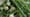 Spring Onions