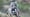Ring-Tailed Lemurs Battle Tough Terrain Searching for Food