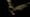 The Evolutionary Race Between Moths and Bats