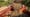 Sustainable Walnut Farm