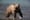 On grizzlies, Washington can learn from Montana