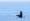 The impermanence of wonder and whales