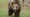 Grizzlies in the North Cascades: Do we want them back?