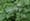 In the garden: caryopteris