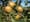 Washington's hard cider boom