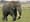 Guest Opinion: Fight black market poachers, and support I-1401