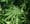 The double-edged sword of marijuana self-medication