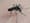 A vaccine-delivering mosquito, and other research ideas