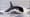 Canada is protecting orcas from oil spills. Why aren’t we?