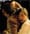 Dostoyevsky and the cancer of intellect
