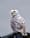 Birding in the time of climate change