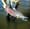 So much talk about so few fish
