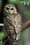 Midday Scan: Shooting owls to save owls; twisting the marriage ballot wording; rare win on open records 