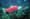 Praising, and then panning, Alaskan salmon