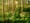 Green Acre Radio: A partnership to save Seattle's old-growth 