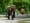 Did neglect kill Woodland Park's African elephant matriarch?
