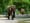 Ciao, Chai, and bye-bye, Bamboo. Woodland Park will let its elephants go.