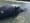 Why are so many gray whales dying in WA?