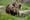 Bear with us: Grizzly reintroduction to North Cascades stalls